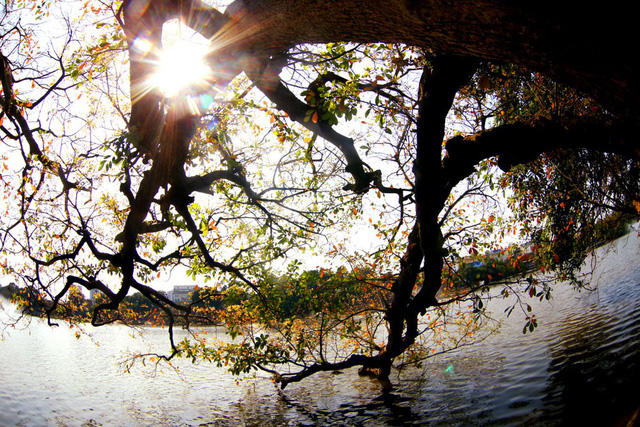 Romantic beautiful Hoan Kiem lake in leaf-changing season
