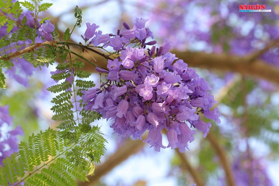 Da Lat dreamy and beautiful in purple flamboyant blooms