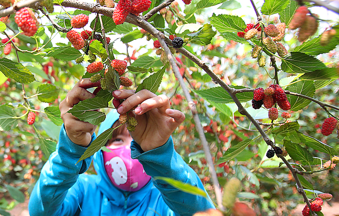 Hanoi farmers harvest mulberry