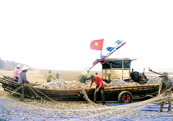 Yielding sardinella season