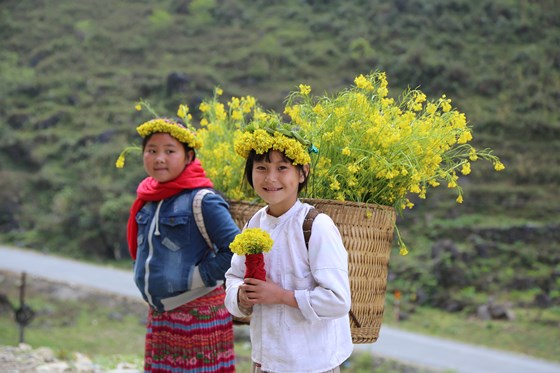 Colourful flowers on Dong Van stone plateau