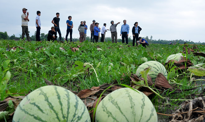 Connecting markets for watermelon consumption