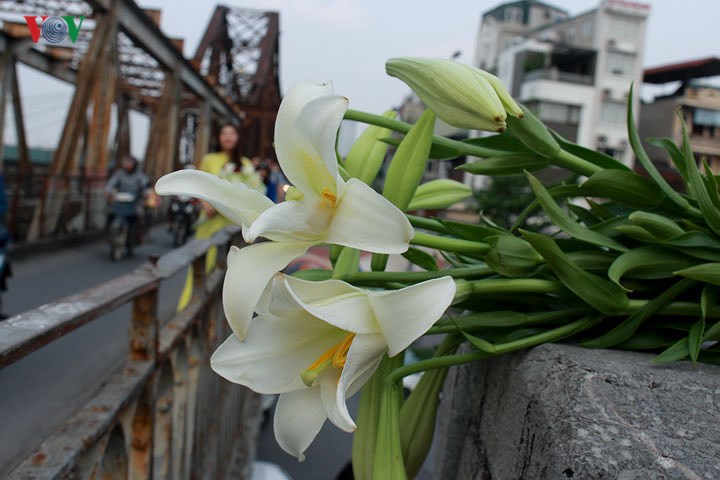 Madonna lily flowers brighten Hanoi streets