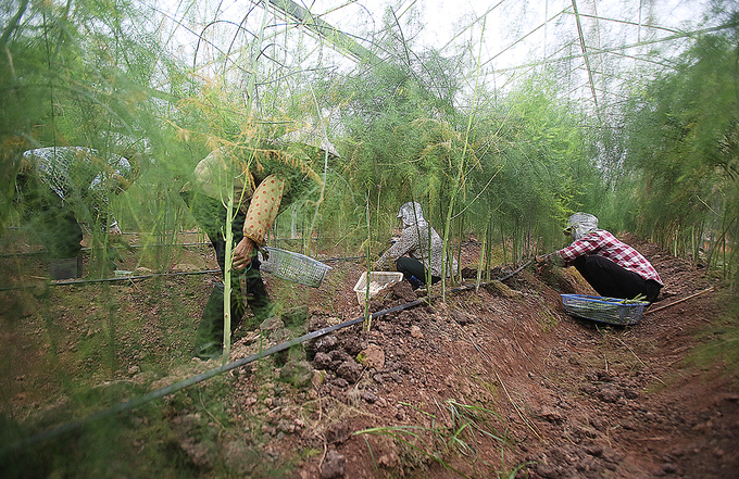 Hanoi farmers harvest asparagus