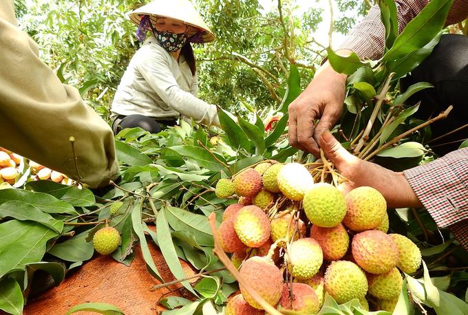 Quang Ninh province Farmers earn hundreds of millions of VND from cross-bred litchi