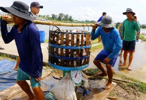 Mekong Delta authorities improve management of Tra fish breeding