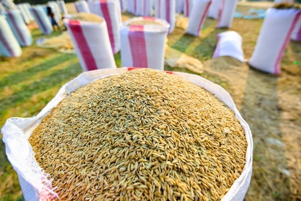 Cambodian rice production up 5 7 percent