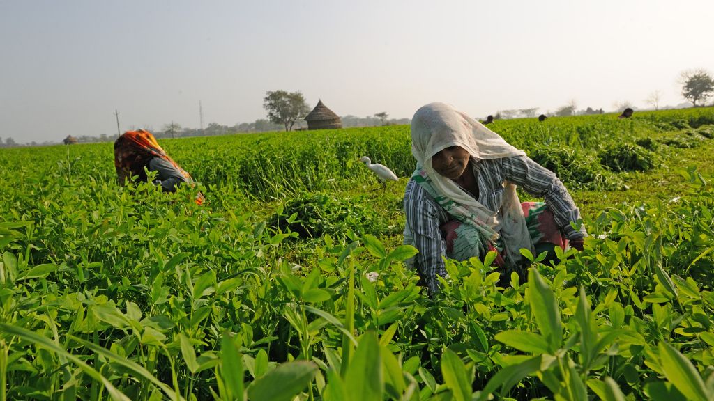 ADB to contribute to doubling farming incomes in India s Madhya Pradesh