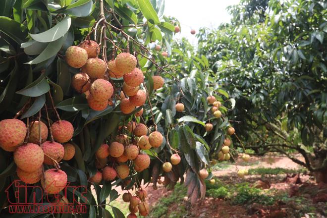 Lively litchi market in Bac Giang province