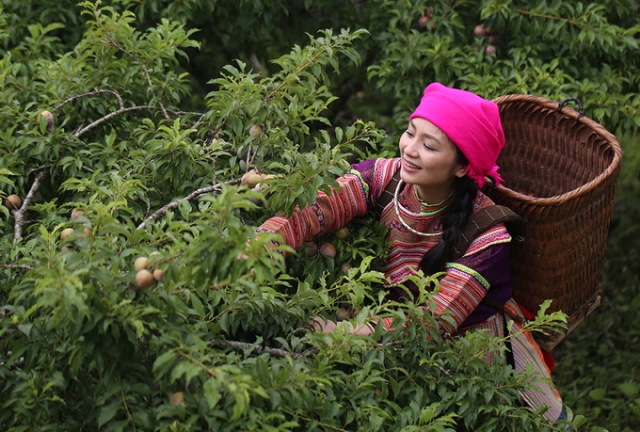 Highlands plum season