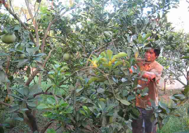 Motivation in agricultural restructuring in Bac Ninh