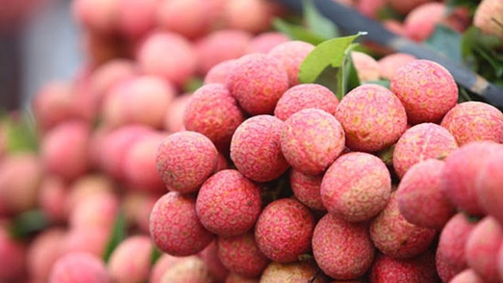 Hai Duong to host first litchi festival