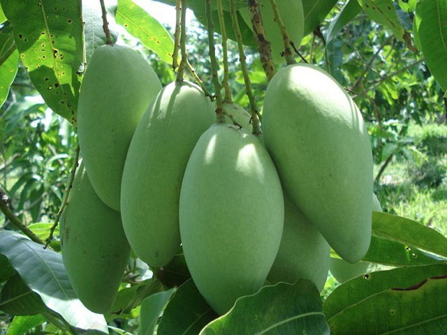 Vietnamese mangoes to enter US market