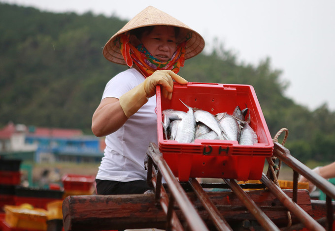 Animated fisheries market in central region