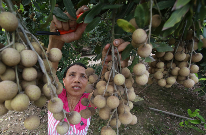 Hung Yen province in longan harvesting season