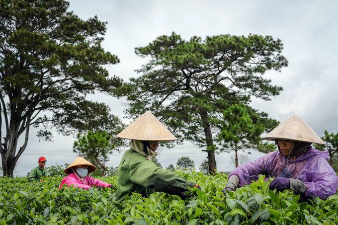 Aged tea harvest underway