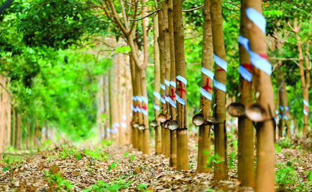 Ho Chi Minh city firms eye investment opportunities in Laos
