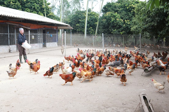 Tien Yen to organize chicken food festival
