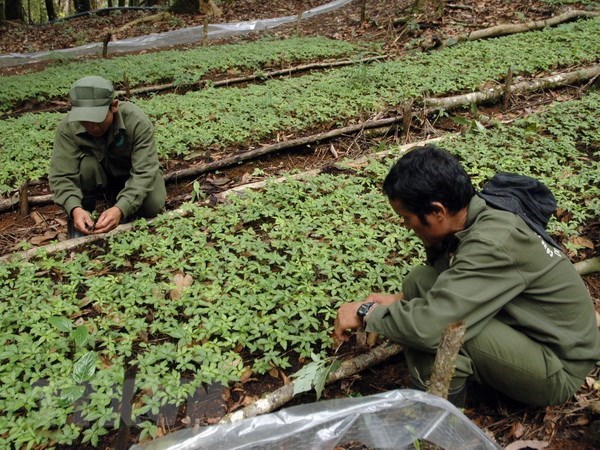 Ngoc Linh ginseng to be planted in Khanh Hoa