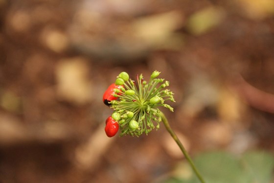 Ginseng worth trillions of VND on Ngoc Linh peak