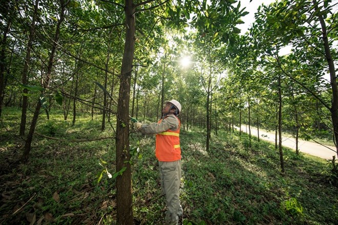 WWF report warns ASEAN banks