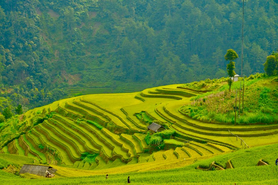 Watching the golden season on Mu Cang Chai highland