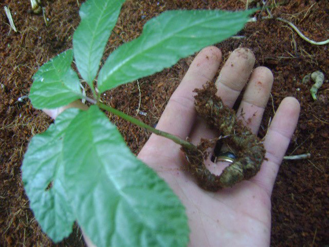 Government leader urges development of Ngoc Linh ginseng industry