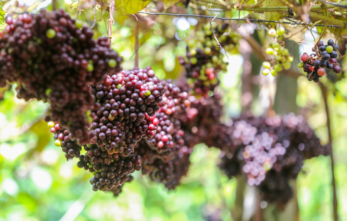 Grape gardens produce half of ton per day