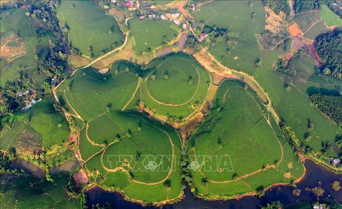 Fairy tea “islands” in northern province