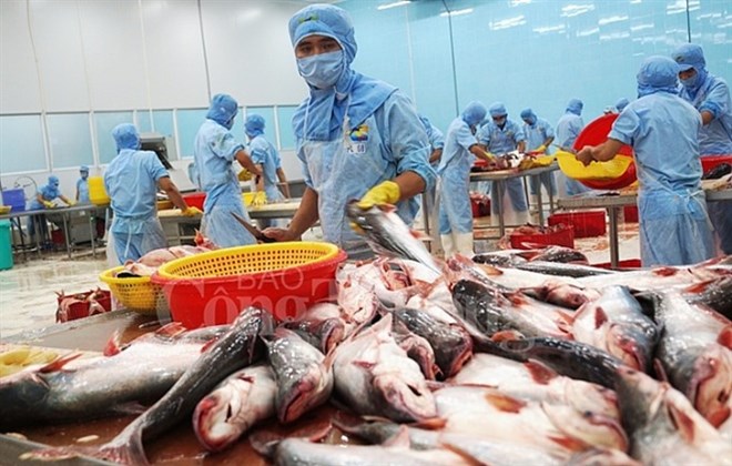 Tra fish exports to exceed USD2 billion
