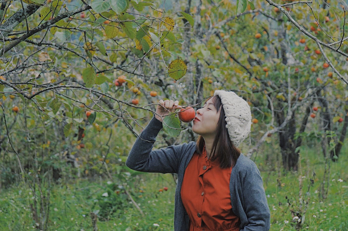 Persimmon orchards attract visitors