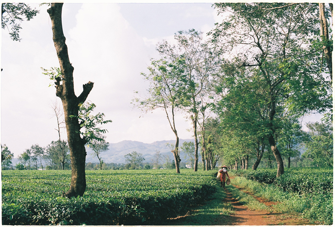 First French tea plantation in Gia Lai