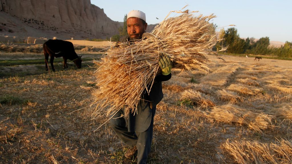 Afghanistan develops horticulture value chains