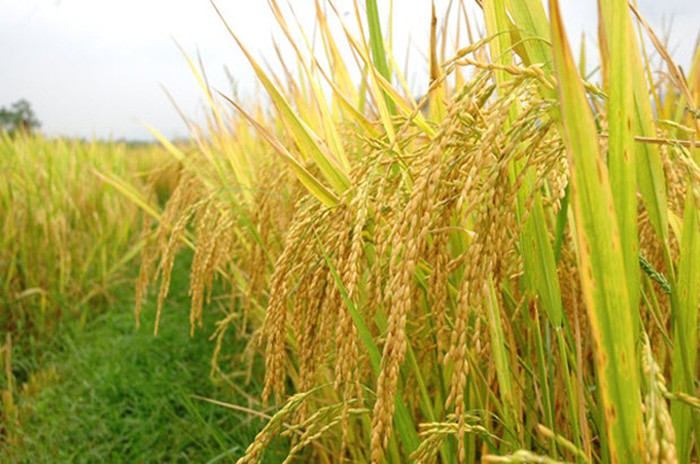 Long An province to host Vietnam Rice Festival 2018 in December