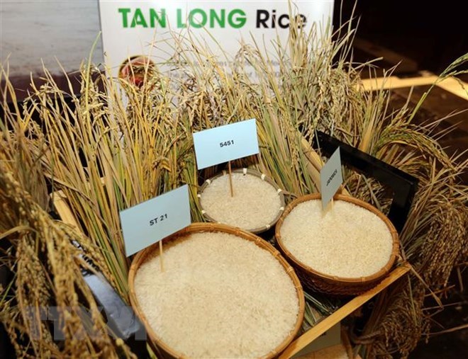 Vietnam’s rice exports hit 5 2 million tonnes in ten months