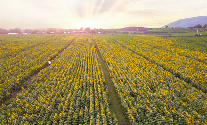 60-hectare field of sunflowers in bloom