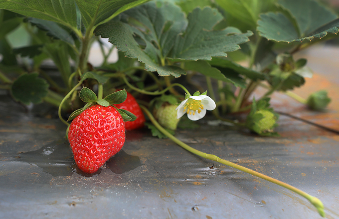 Vietnam’s largest strawberry farm on Moc Chau plateau