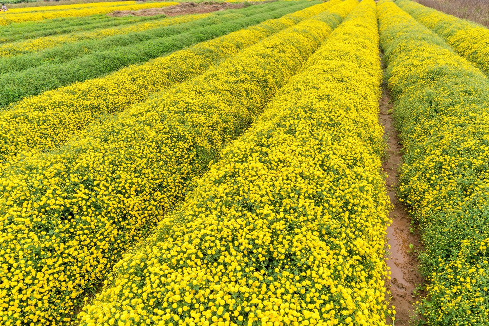 Chrysanthemum field blooms in Hung Yen