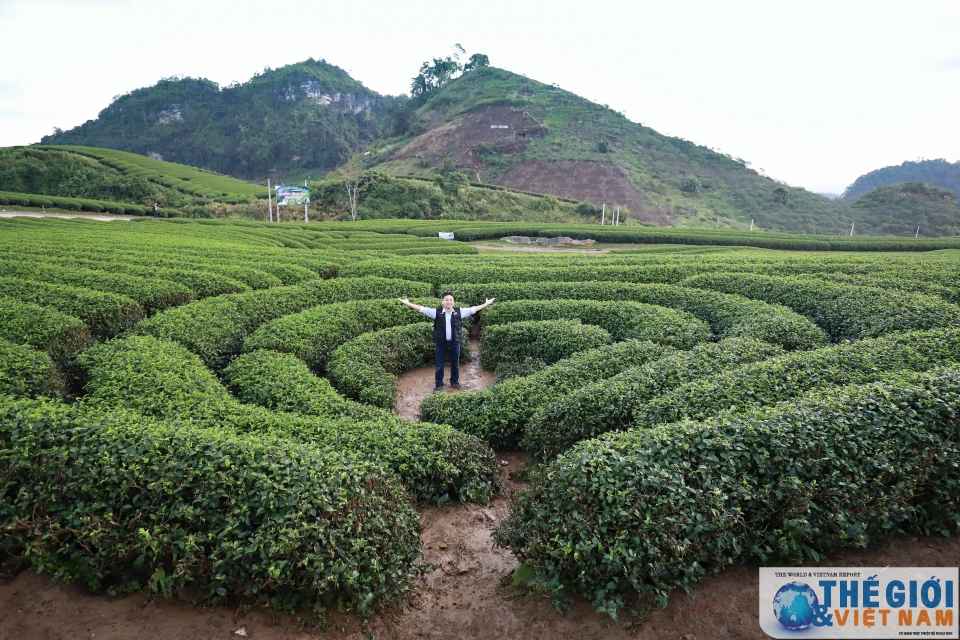 Moc Chau heart-shaped green tea hill attracts tourists