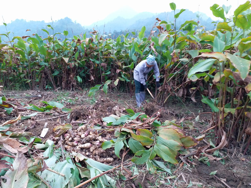 Vietnamese business helps create jobs Laos remote area