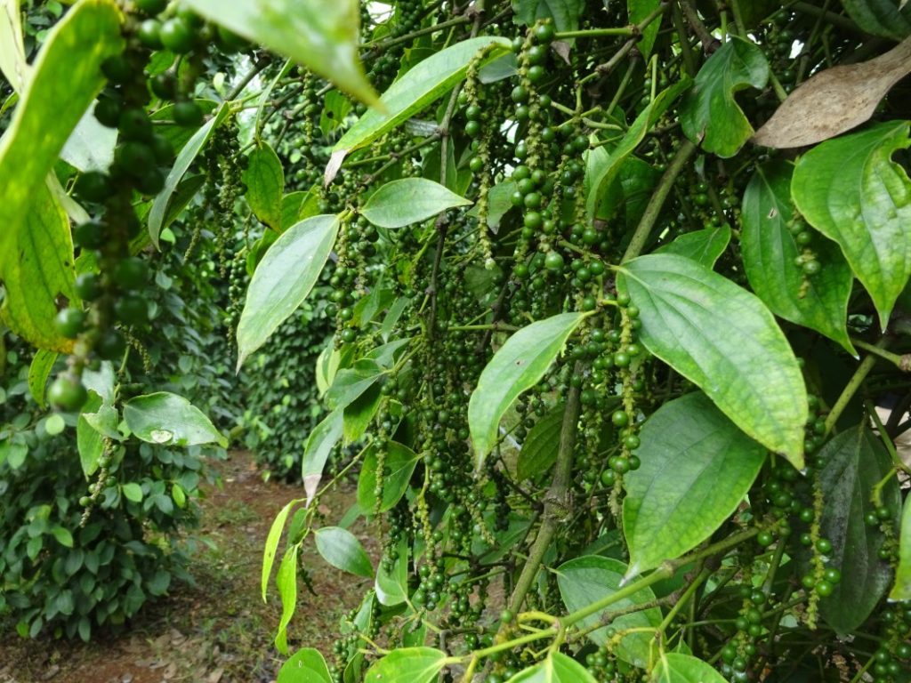 Foreign pepper associations survey Vietnam’s market