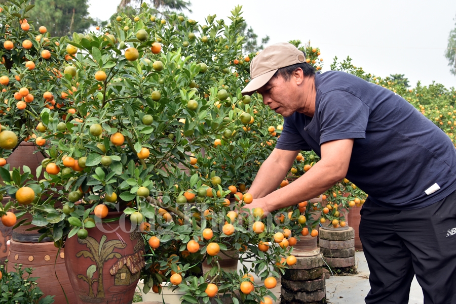 Kumquat trees welcome Tet