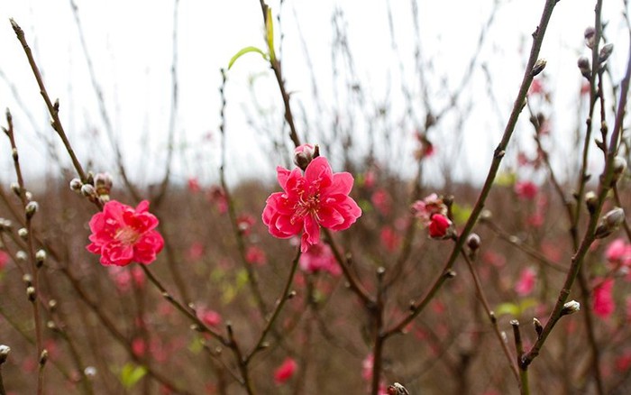 Hanoi traditional peach flower village prepares for Tet