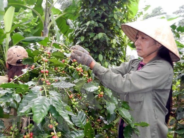 Vietnam’s coffee exports to Algeria rise sharply