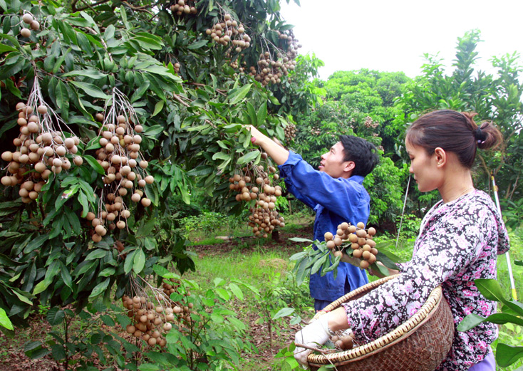 Hanoi exports over 19 tons of late ripe longan to US and Europe
