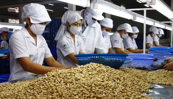 Vietnam tops world s cashew nut exports