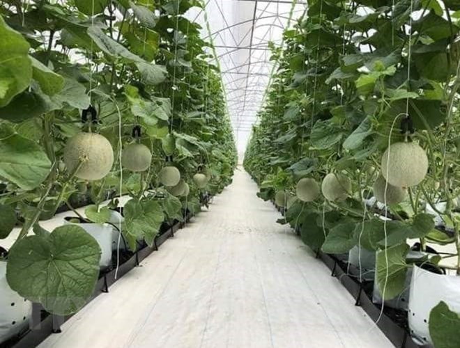 CPTPP brings opportunities, challenges to Vietnam’s agriculture