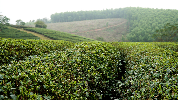 Tea islands in Vietnam’s border area