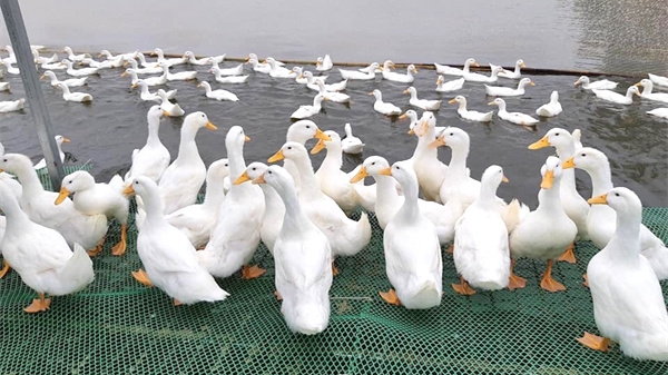 Vietnamese duck meat to be shipped abroad
