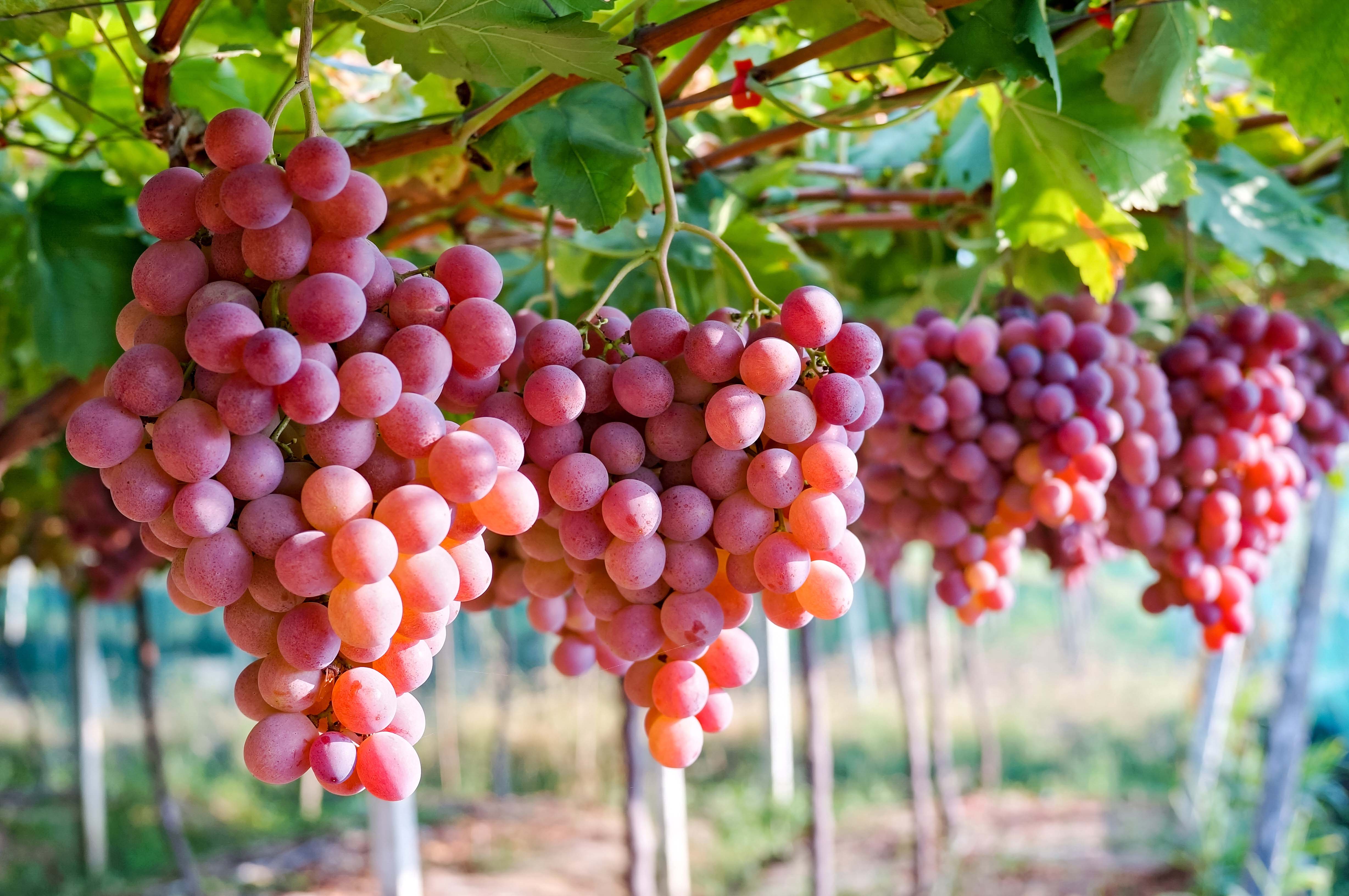 Australia promotes grape export to Vietnam